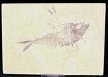Bargain Diplomystus Fossil Fish - Wyoming #21448-1
